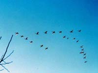 �I�I�n�N�`���E�̔���