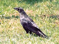 �n�V�{�\�K���X