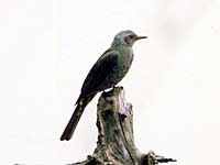 �q���h��