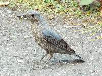 �C�\�q���h��