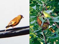 �J�����q��