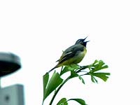 �L�Z�L���C