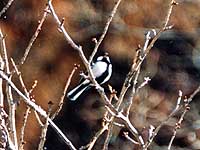 �V�W���E�J��