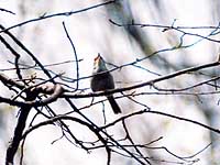 ����E�O�C�X