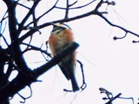 ���}�K��