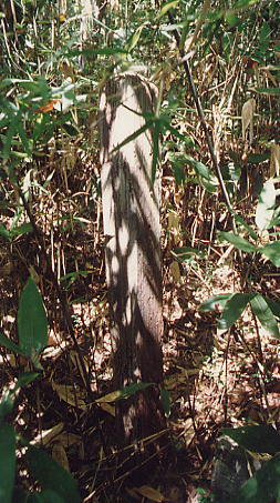 �R�����R��̋��Ւn�ؕW�̎ʐ^