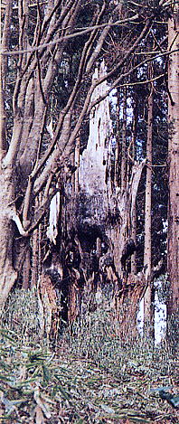 往古落雷により焼失した巨杉の写真
