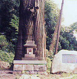 白鳥神社石宮と一関市文化財指定の千年杉の写真