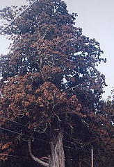 山桜の寄生した姥杉はこのような杉だったのだろうかの写真